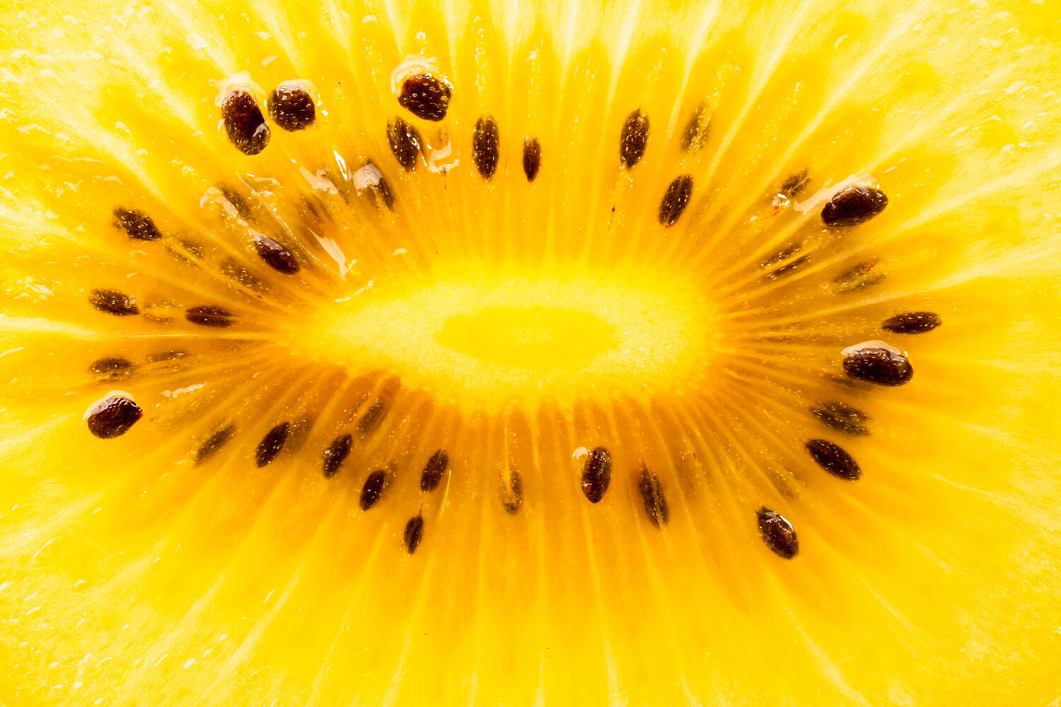 Kiwi Gold verpakt 6st stuk 2